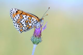 parhan (Melitaea cinxia)