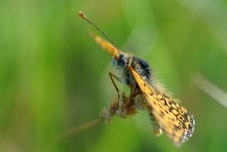 parhan (Melitaea cinxia)