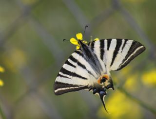 Erik Krlangkuyruk (Iphiclides podalirius)