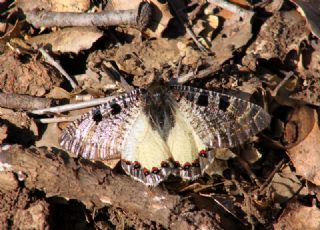 Yalanc Apollo (Archon apollinus)