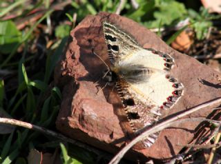 Yalanc Apollo (Archon apollinus)