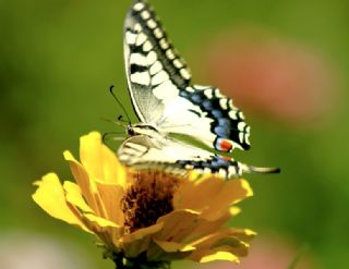 Krlangkuyruk (Papilio machaon)