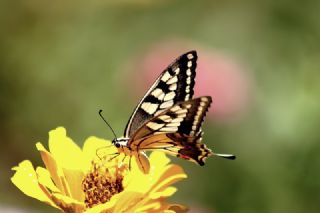 Krlangkuyruk (Papilio machaon)