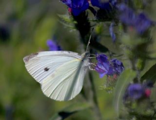 Kk Beyazmelek (Pieris rapae)