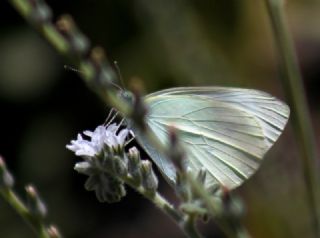 Kk Beyazmelek (Pieris rapae)