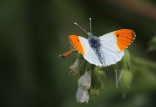 Turuncu Ssl (Anthocharis cardamines)