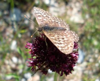 parhan (Melitaea cinxia)