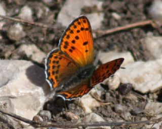 Kk Ate Gzeli (Lycaena thersamon)