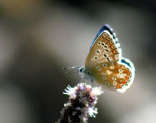 okgzl Levantin illi Mavisi (Polyommatus syriaca)