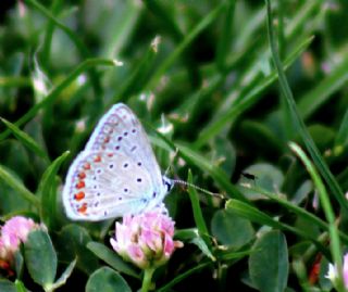 okgzl Mavi (Polyommatus icarus)