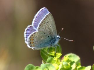 okgzl Mavi (Polyommatus icarus)