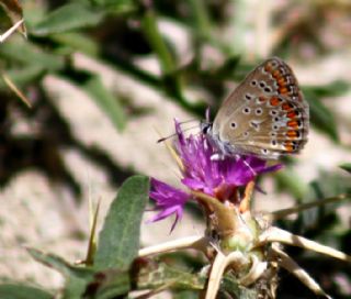 okgzl Mavi (Polyommatus icarus)