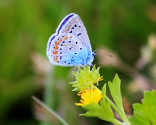 okgzl Mavi (Polyommatus icarus)