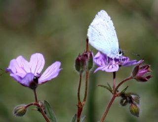 Kutsal Mavi (Celastrina argiolus)