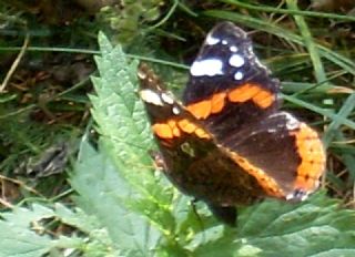 Atalanta (Vanessa atalanta)