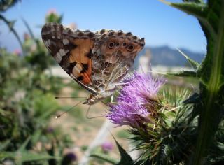 Diken Kelebei (Vanessa cardui)