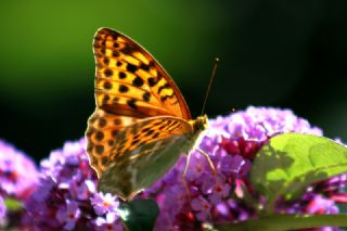 Cengaver (Argynnis paphia)