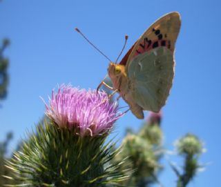 Bahadr (Argynnis pandora)