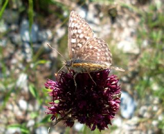 parhan (Melitaea cinxia)