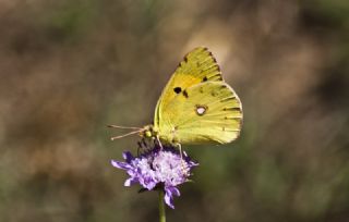 Sar Azamet (Colias croceus)