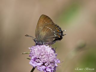 Byk Sevbeni (Satyrium ilicis)