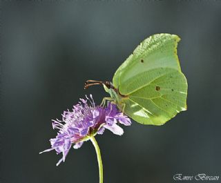 Orakkanat (Gonepteryx rhamni)