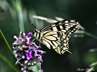 Krlangkuyruk (Papilio machaon)