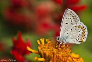 okgzl Mavi (Polyommatus icarus)