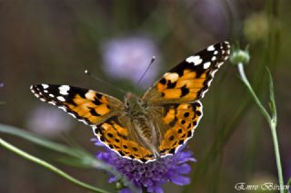 Diken Kelebei (Vanessa cardui)