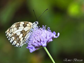 Orman Melikesi (Melanargia galathea)