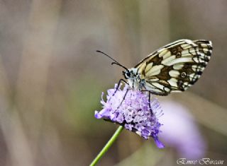 Orman Melikesi (Melanargia galathea)