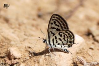 Balkan Kaplan (Tarucus balkanicus)