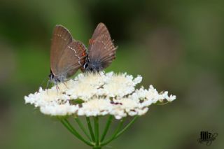 Byk Sevbeni (Satyrium ilicis)