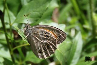 Aa Esmeri (Kirinia roxelana)