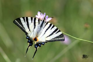 Erik Krlangkuyruk (Iphiclides podalirius)