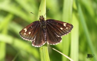 Beyaz Benekli Zpzp (Heteropterus morpheus)