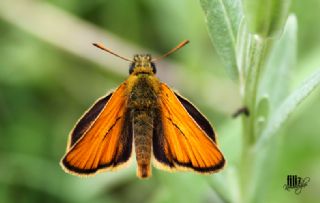 Sar Antenli Zpzp (Thymelicus sylvestris)