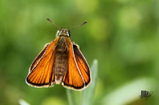 Sar Antenli Zpzp (Thymelicus sylvestris)