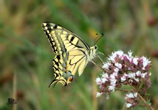 Krlangkuyruk (Papilio machaon)