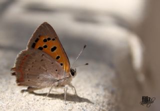 Benekli Bakr Gzeli (Lycaena phlaeas)