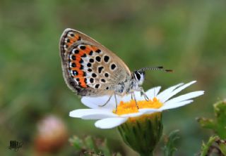 Gm Lekeli Esmergz (Plebejus argus)