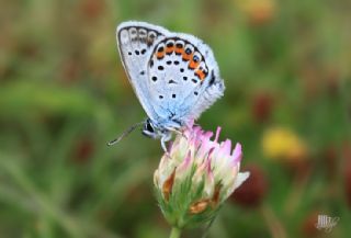 Gm Lekeli Esmergz (Plebejus argus)