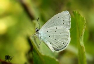 Kutsal Mavi (Celastrina argiolus)