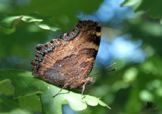 Karaaa Nimfalisi (Inachis polychloros)