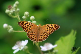 Cengaver (Argynnis paphia)