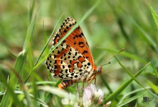 Benekli parhan (Melitaea didyma)