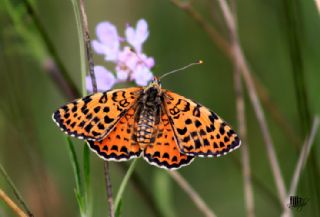 Benekli parhan (Melitaea didyma)