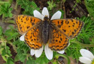 Gzel parhan (Melitaea trivia)