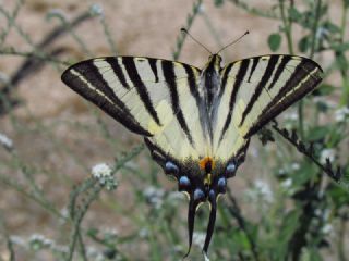 Erik Krlangkuyruk (Iphiclides podalirius)