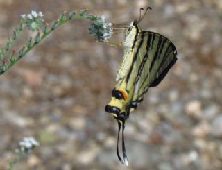 Erik Krlangkuyruk (Iphiclides podalirius)